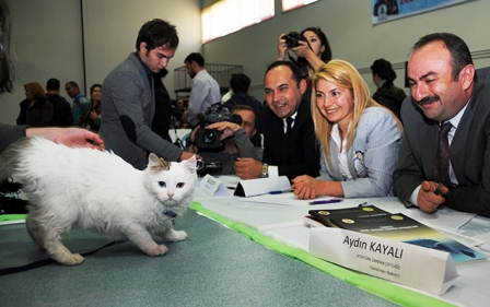 Ankara Kedileri Yarıştı