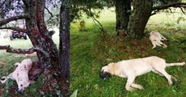 Yıldırım Hayvanların Üzerine Düştü