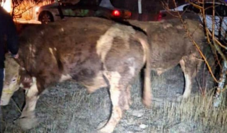 Ahırdan 3 dana çalan 3 hırsız tutuklandı